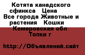 Котята канадского сфинкса › Цена ­ 15 - Все города Животные и растения » Кошки   . Кемеровская обл.,Топки г.